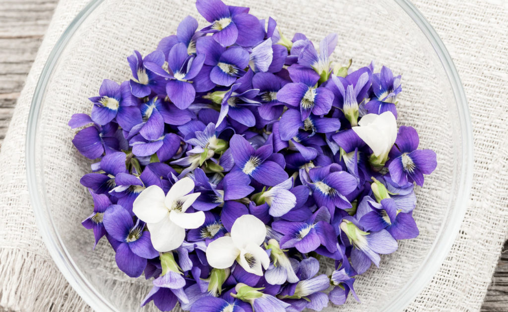 Foraged edible purple and white violet flowers in bowl from above